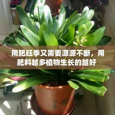 用肥旺季又需要源源不断,用肥料越多植物生长的越好