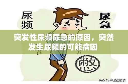 突发性尿频尿急的原因,突然发生尿频的可能病因