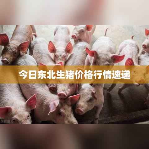 衣不兼采