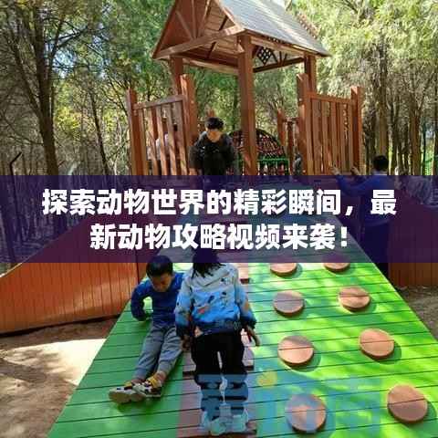 探索动物世界的精彩瞬间,最新动物攻略视频来袭!