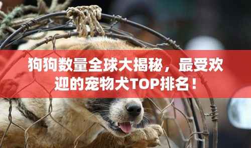 狗狗数量全球大揭秘,最受欢迎的宠物犬TOP排名!