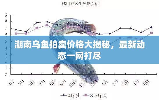 潮南乌鱼拍卖价格大揭秘,最新动态一网打尽