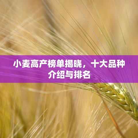 小麦高产榜单揭晓,十大品种介绍与排名