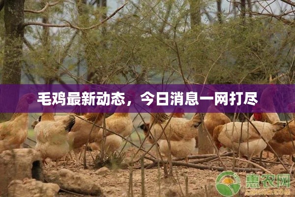 毛鸡最新动态，今日消息一网打尽