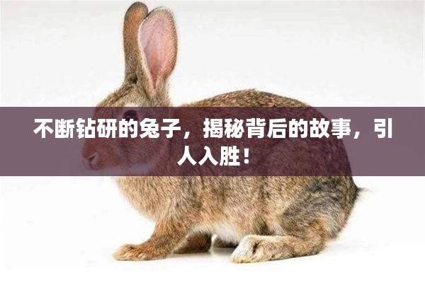 不断钻研的兔子,揭秘背后的故事,引人入胜!