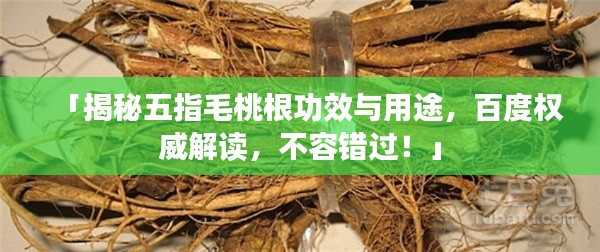 「揭秘五指毛桃根功效与用途,百度权威解读,不容错过!」