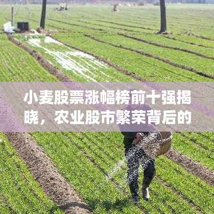 小麦股票涨幅榜前十强揭晓,农业股市繁荣背后的秘密!