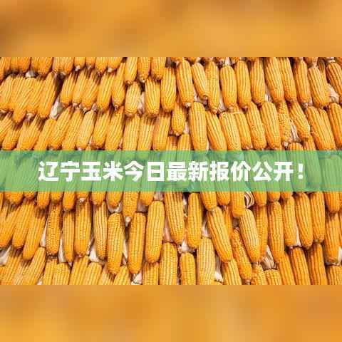 辽宁玉米今日最新报价公开！